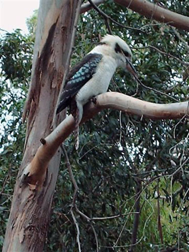 Kookaburra madár